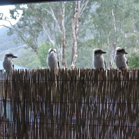 Kookaburra Motor Lodge Halls Gap Ngoại thất bức ảnh