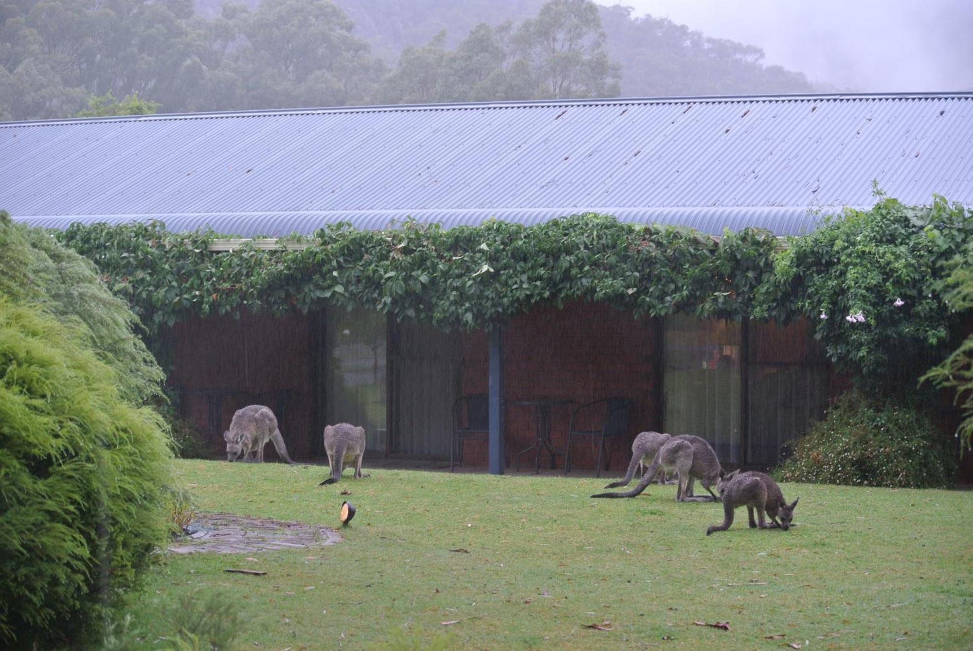 Kookaburra Motor Lodge Halls Gap Ngoại thất bức ảnh