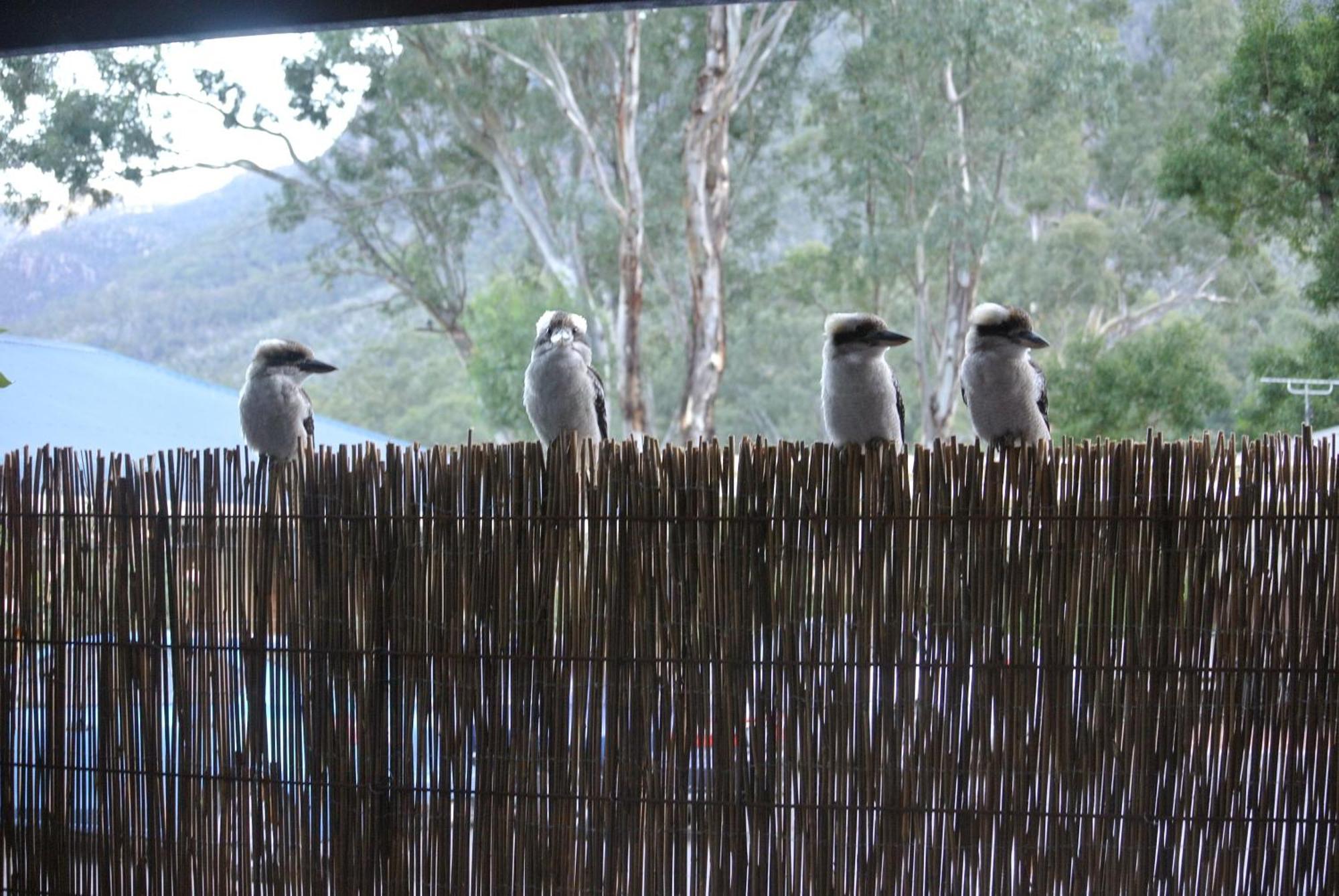Kookaburra Motor Lodge Halls Gap Ngoại thất bức ảnh