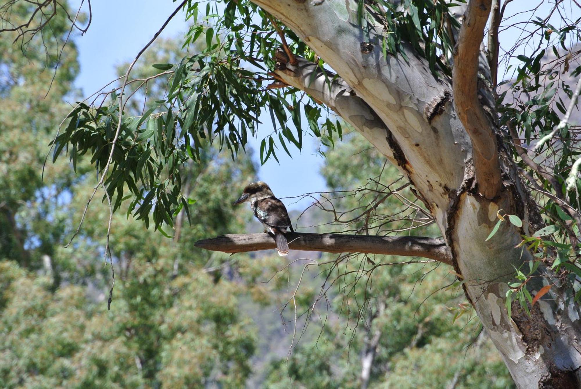 Kookaburra Motor Lodge Halls Gap Ngoại thất bức ảnh